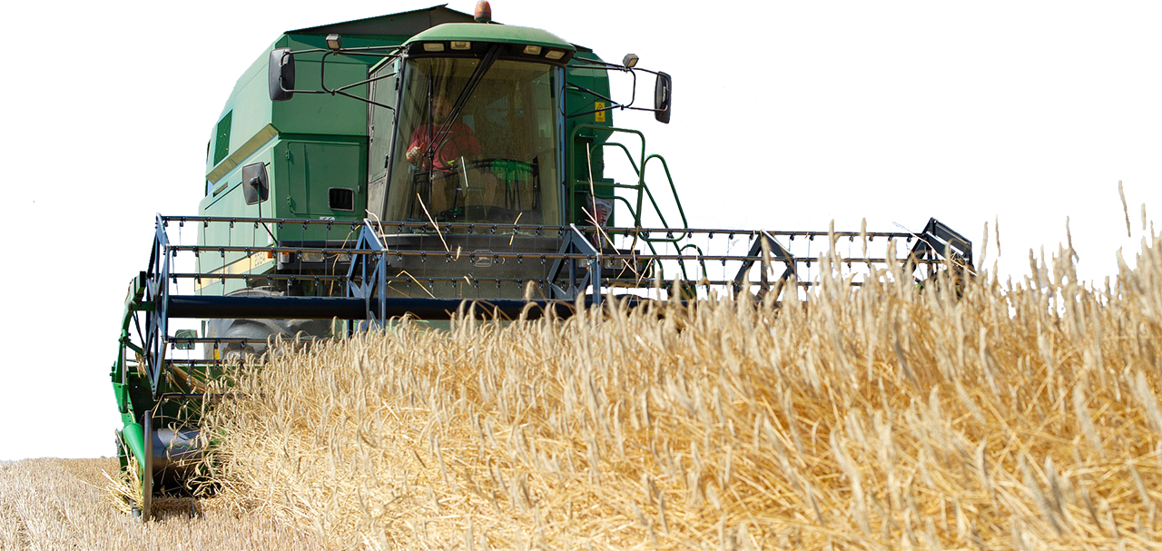 Combine harvesting wheat